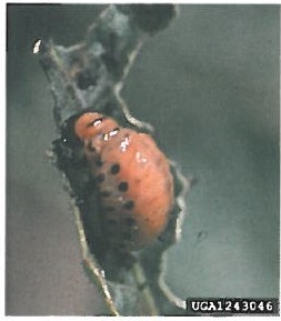 Colorado Potato Beetle larve