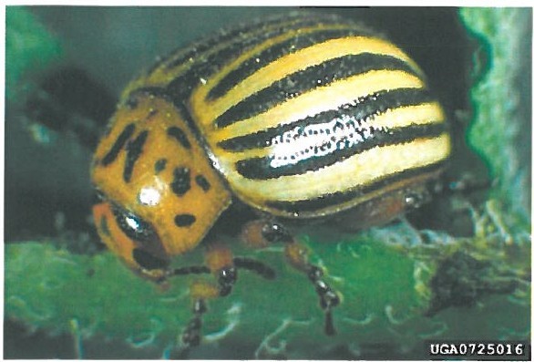 Adult Colorado Potato Beetle