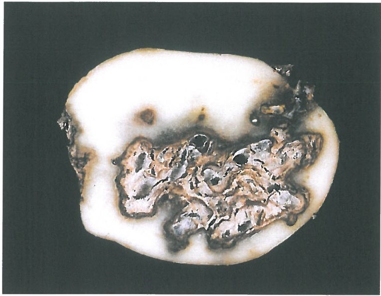 Fusarium Dry Rot in tuber